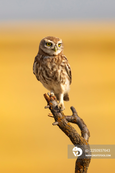 Cute little owl. Yellow blue nature background.