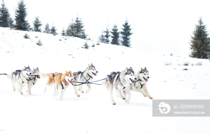 Iditarod Trail雪橇犬比赛