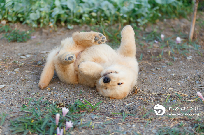 The golden retriever puppy scratching its body.