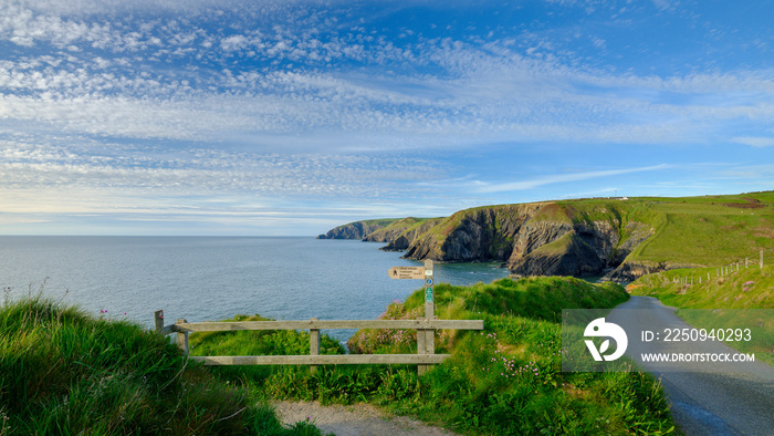 Spring evening light on Thrift Sea Pinks in Ceibwr Bay, Pembroke, Wales