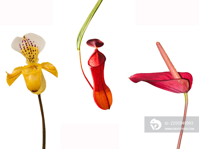 Paphiopedilum flower Nepenthes flower Anthurium flower beautiful plants isolated on white background