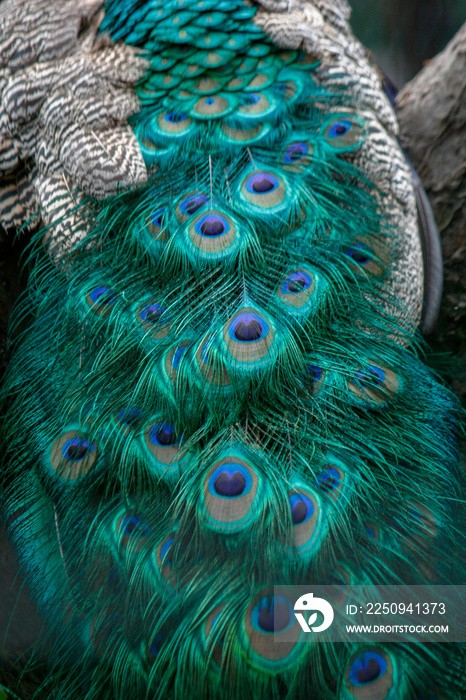 Background, wallpaper, texture. Part of a beautiful peacock tail close up