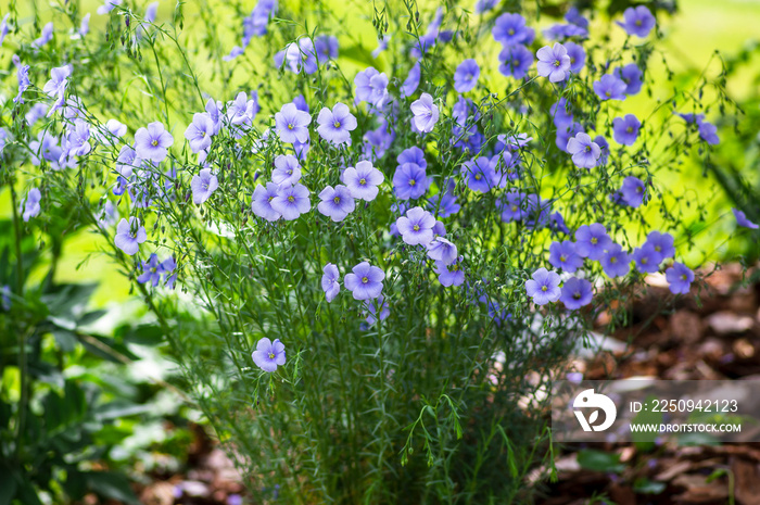 Linum usitatissimum flowering ornamental garden plant, group of beautiful blue flowers in bloom