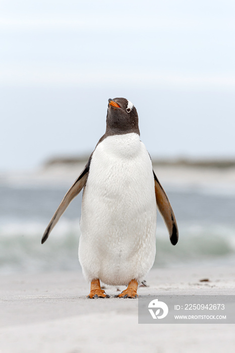 Gentoo Penguin正在动摇