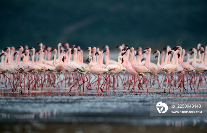 Beautiful Lesser Flamingos at lake Bogoria, kenya