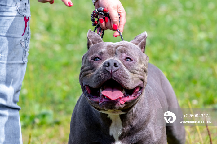 A large pit bull terrier dog near his mistress, who keeps a dog on a leash