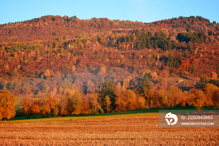 the beautiful woods with the colors of autumn