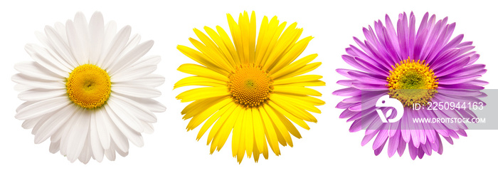 Flowers head collection of beautiful aster, daisy, chamomile isolated on white background. Card. Eas