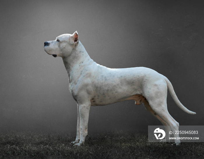 White Argentine dogo in profile with gray background