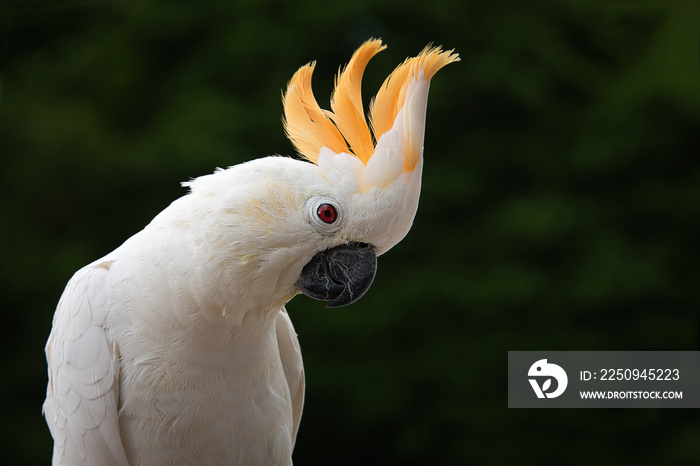 一只柠檬冠凤头鹦鹉靠在黑暗的背景上，头上的羽毛竖立着。