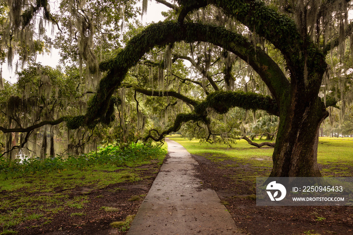 Path in a park surrounded by beautiful trees during a foggy morning. Taken in City Park, New Orleans