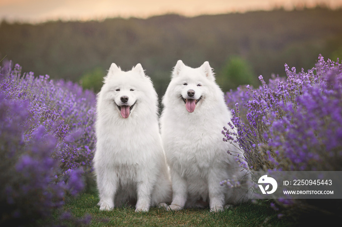 两只萨摩耶犬坐在薰衣草地里