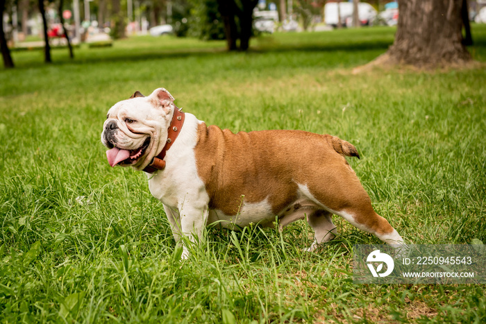 Portrait of cute english bulldog at the park.