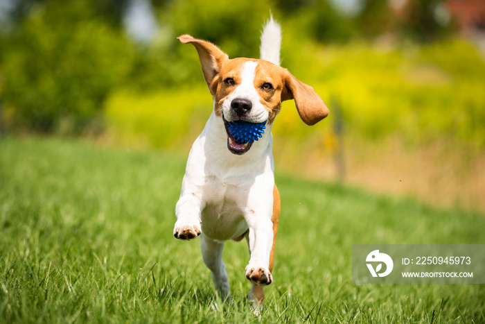 Beagle dog runs through green meadow towards camera.