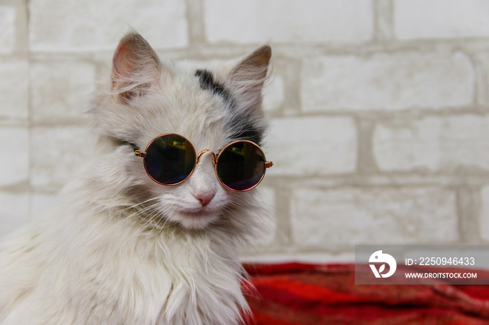 Portrait of a beautiful cute fluffy cat wearing sunglasses