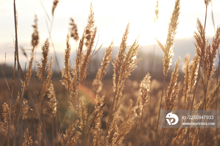 Dry reeds on lake against background of contoured sunlight, cane seeds. Golden reed grass in autumn.