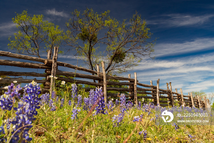 Bluebonnets and white wildflowers and fence line in field and blue sky background