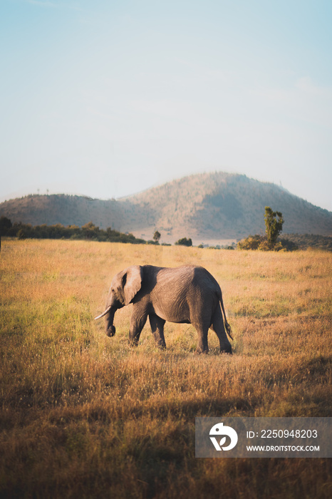 Elephant in Kenya walking through plains