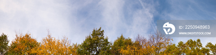 Autumn time. Colorful leaves of trees tops on sky background. Super wide angle natural background, b