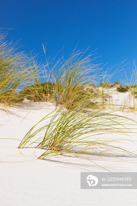 Coastal sand dune landscape of Fish Hoek, Cape Town