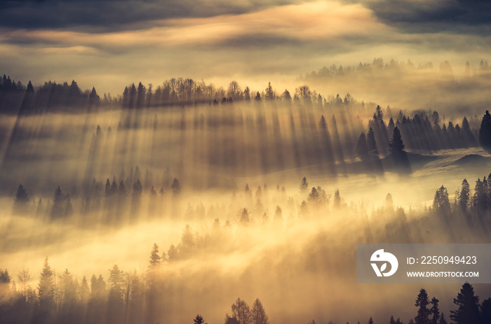 Misty mountain forest landscape in the morning, Poland