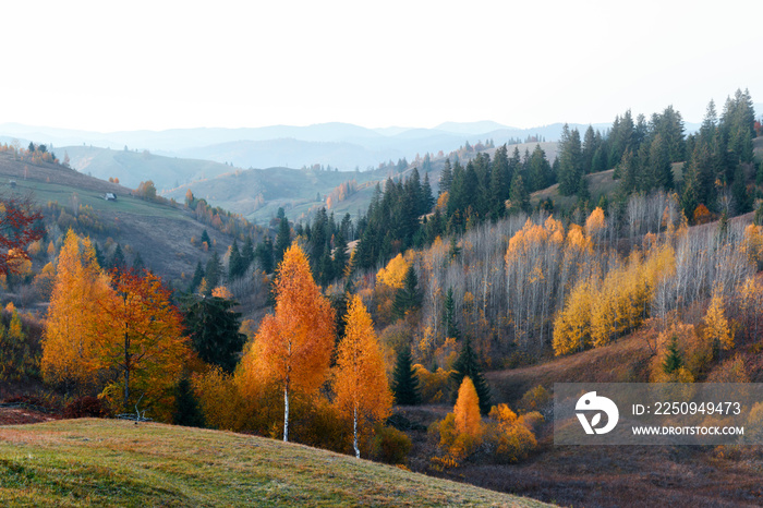 秋山上令人惊叹的景色。晨曦中的黄色和橙色树木。喀尔巴阡山脉