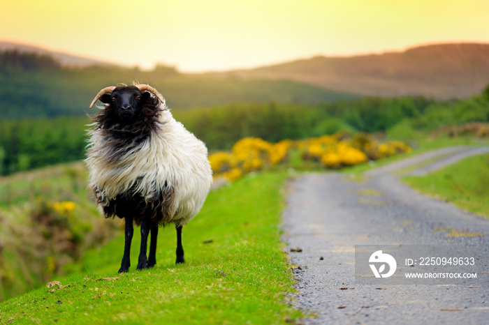 用彩色染料标记的绵羊在绿色牧场放牧。成年绵羊和小羊羔用花丝喂养