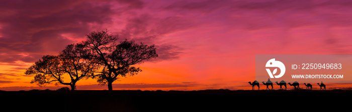 令人惊叹的日落和日出。日落下非洲的全景剪影树。树的剪影映衬着
