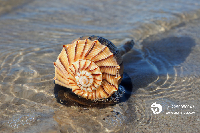 Live Lightning Whelk on exposed tidal flat at extreme low tide on East Cape Sable in Everglades Nati