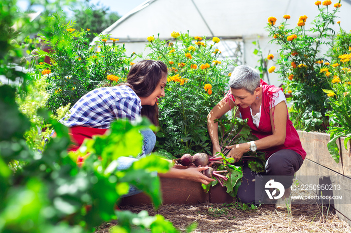 Young girl with mother working in vegetable garden