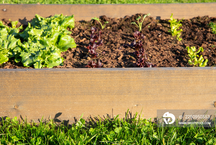 选择性关注经热处理的木质花园床。盒子里装满了土壤和各种蔬菜