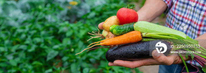 A man farmer holds vegetables in his hands in the garden. Selective focus.