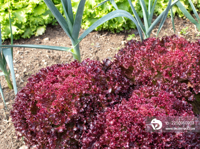 Red and green lettuce and garlic in the organic vegetable garden