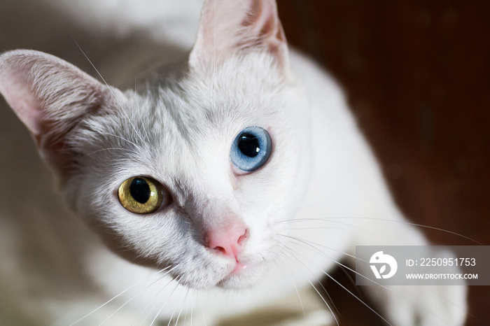 Pure White Cat with odd eyes , Khao Manee cat, Diamond Eye cat , This is rare cat breeds and very cu