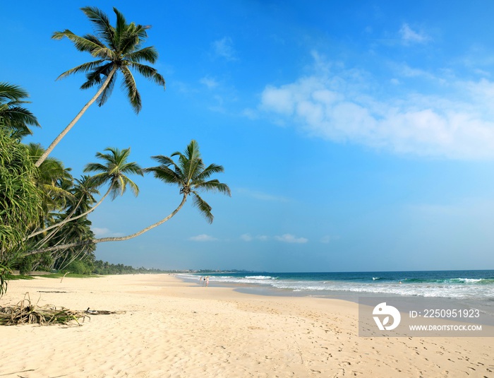 tropical beach with palm trees Sri Lanka 