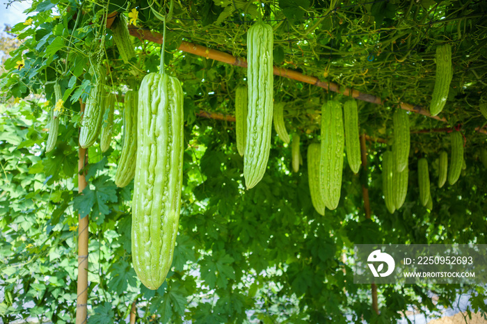 Bitter melon or Momordica charantia plant in organic garden