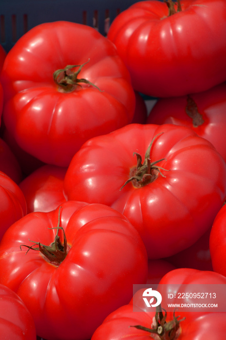户外市场上的成熟甜番茄，巴伐利亚市场上的大红色牛肉番茄