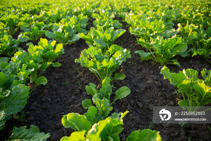 Landscape with beetroot field