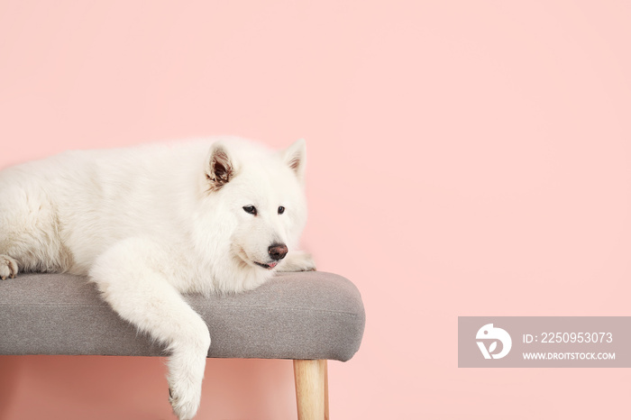 Cute Samoyed dog lying on bench near color wall