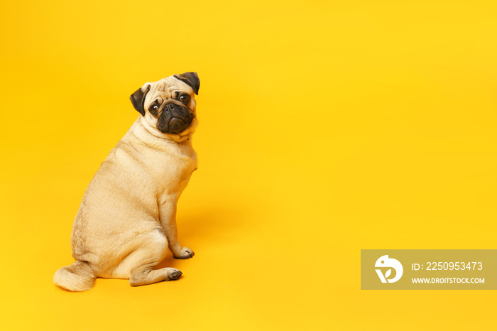 Teenage girl with cute pug dog on color background