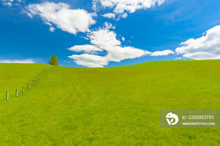 Green fresh spring field and a blue sky