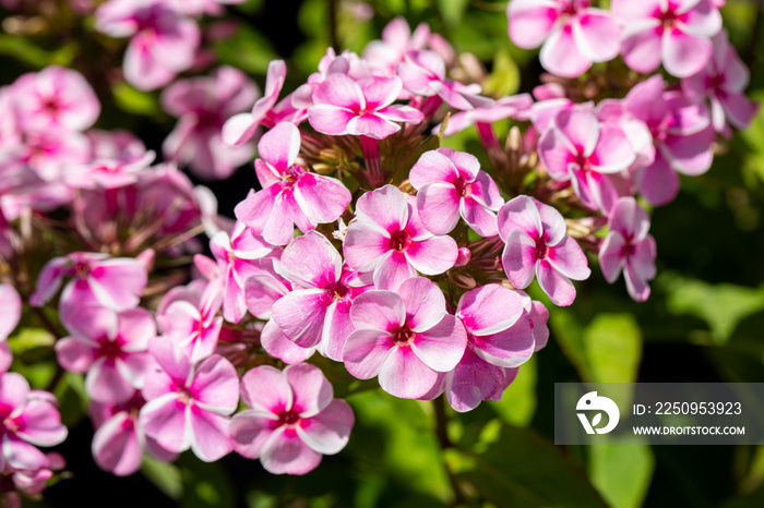 Beautiful blooming phlox in July