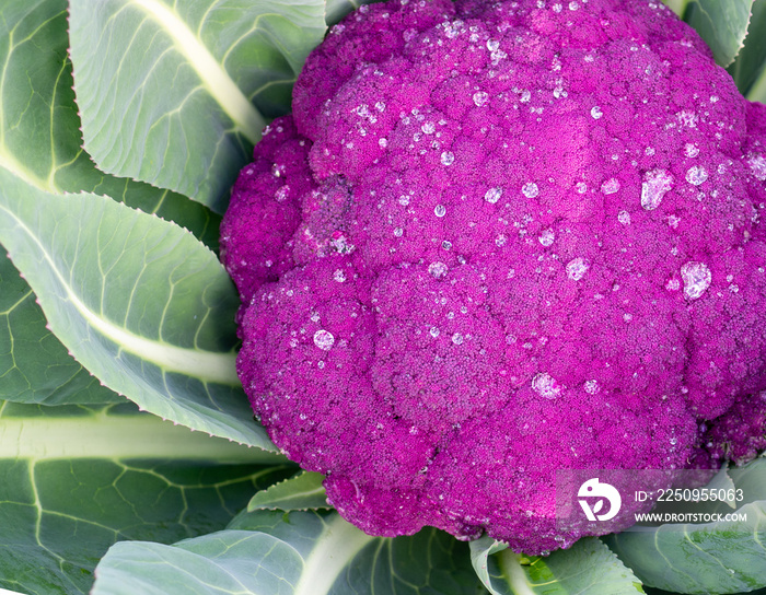 freshly growing purple cauliflower 