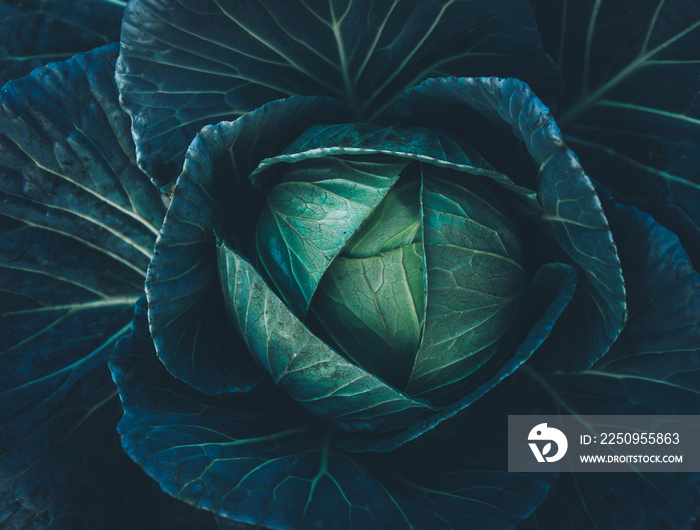 Soft focus of Big cabbage in the garden