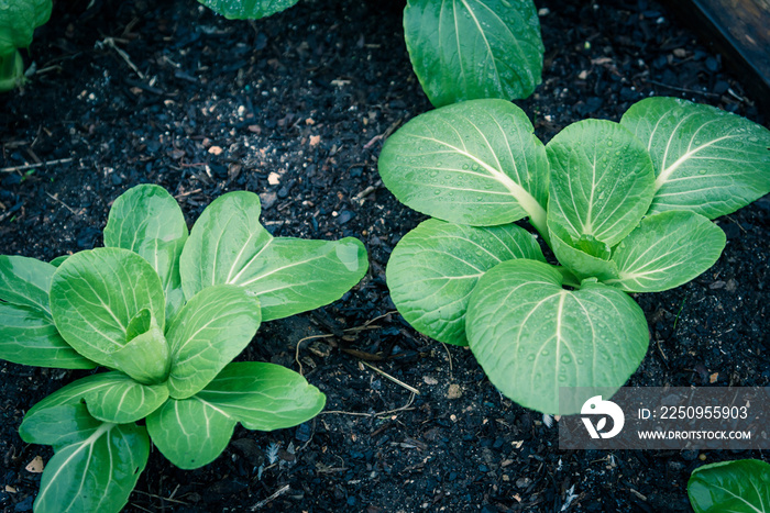 Filtered image bok choy leafy greens with water drop cultivated at backyard garden in Texas, USA