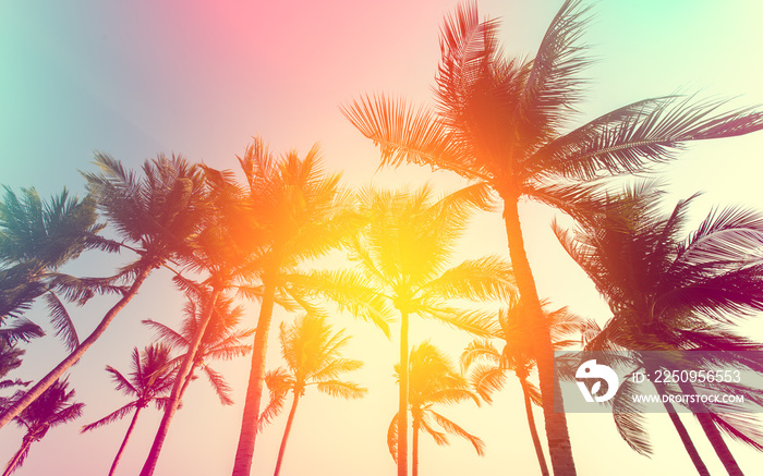 coconut tree at tropical coast, made with Vintage tones, and purple sky at the sunset ,warm tones