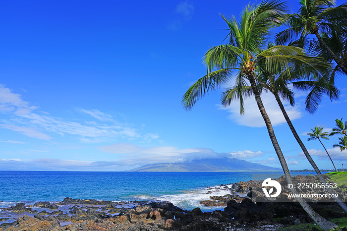 夏威夷群岛西岸Wailea海滩上的棕榈树和黑色熔岩景观
