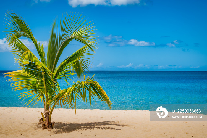 Palm tree on Grand Anse Beach, Grenada Island, Caribbean