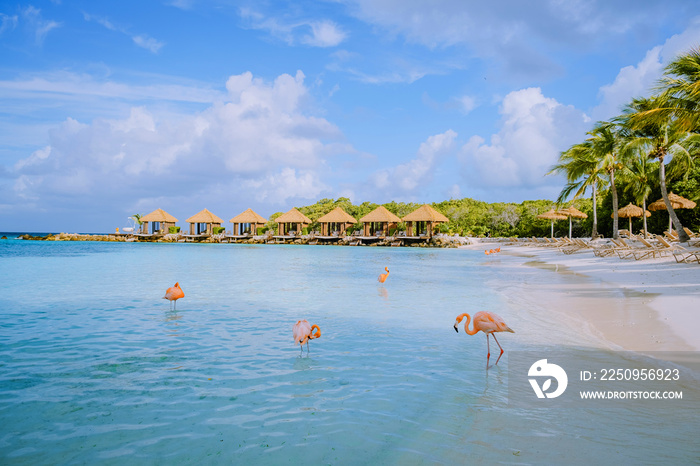 Aruba beach with pink flamingos at the beach, flamingo at the beach in Aruba Island Caribbean. A col