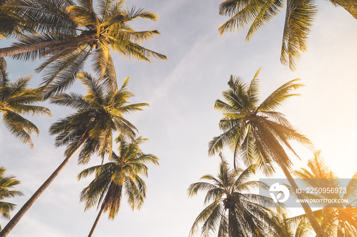 复制热带棕榈树的空间，天空背景为阳光。